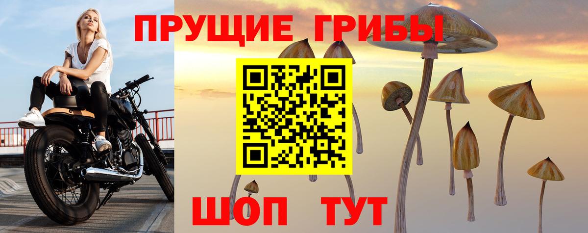 Галлюциногенные грибы Psilocybine cubensis Камышин