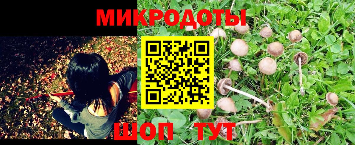 Камышин  Псилоцибиновые грибы прущие грибы  Вход с VPN  Псилоцибиновые грибы Psilocybine cubensis 
